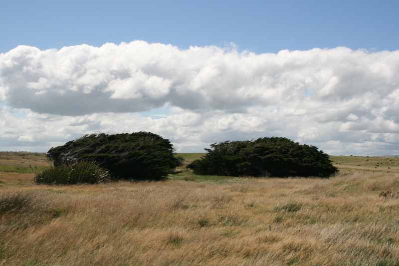 Nieuw-Zeeland 2011 - 1781